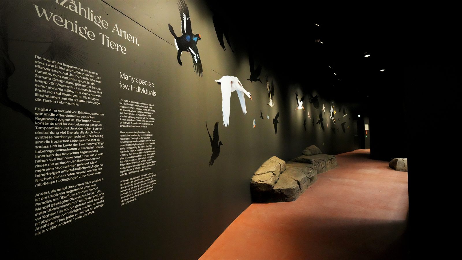 Ausstellungsgang mit Vögeln in Lebensgrösse und Infotexten direkt auf der dunklen Wand